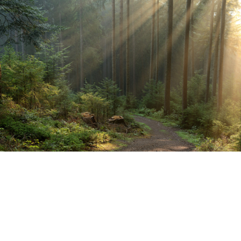 the forest survival