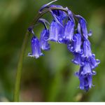•bluebellblue•