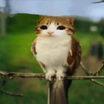 Que pour les gens qui aime les pigeons UwU