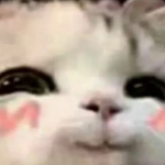 Gabbie's Cat - talack