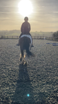 Genuine horsie knowledge and info page