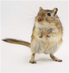 Gerbil And Hamster Lovers