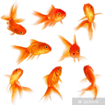 Fish And Seafood Gang