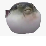 Pufferfish Fans