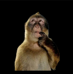 Monkeynutts