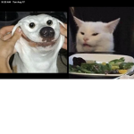 of rats
