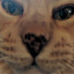 Meow Meow Gamers