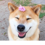 강자네 그룹