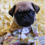 The Official Pug Fan Group