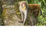 monketopia