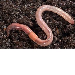 Worm training! (PvP FFA) [1000 VISITS!]