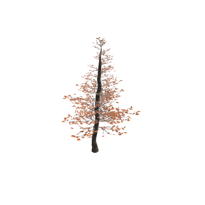 Autumn TREE