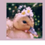 Cute Ducky Club!