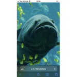 the grand fish empire