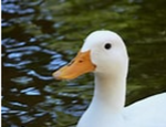 Duck :D studios