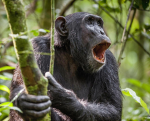 Monkey Civilisation