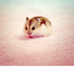 Animals ##### <3