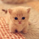 DarkCat Group