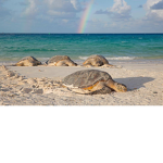 ~Team Turtle~
