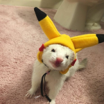 ferrets are GOD