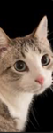 Sammie nevie