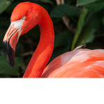 Flappy Flamingo
