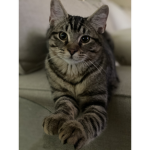 Tito’s cat