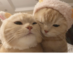 ✩