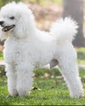 Lil poodles daycare official group!