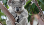 koala humans!