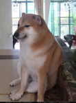 The doge army.,