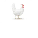ChIckEn fAn clUb jOiN pLZ