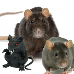 Real Rat Gaming