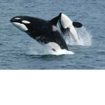 Da killer whale squad(not hippo)