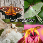 Moth hangout! *:･ﾟ*:･ﾟ