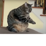 Loxser gang