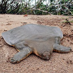 the kingdom of turtle