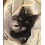 iheartcats