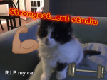 Strongest_cat studio