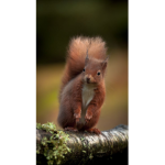 # save the squirrels