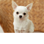 The Chihuahua Group.