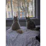 Kat kits