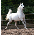 HorseyMad