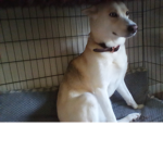 LoveDogGroup