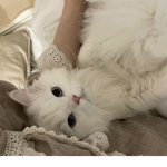 catloverthefirst2