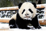 Pandas are back and are staying