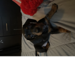 My dog is cute...