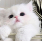 <> White cats <>