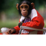 Monkey Gang$$$
