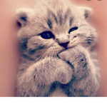 CatSquadKaylaAndFans